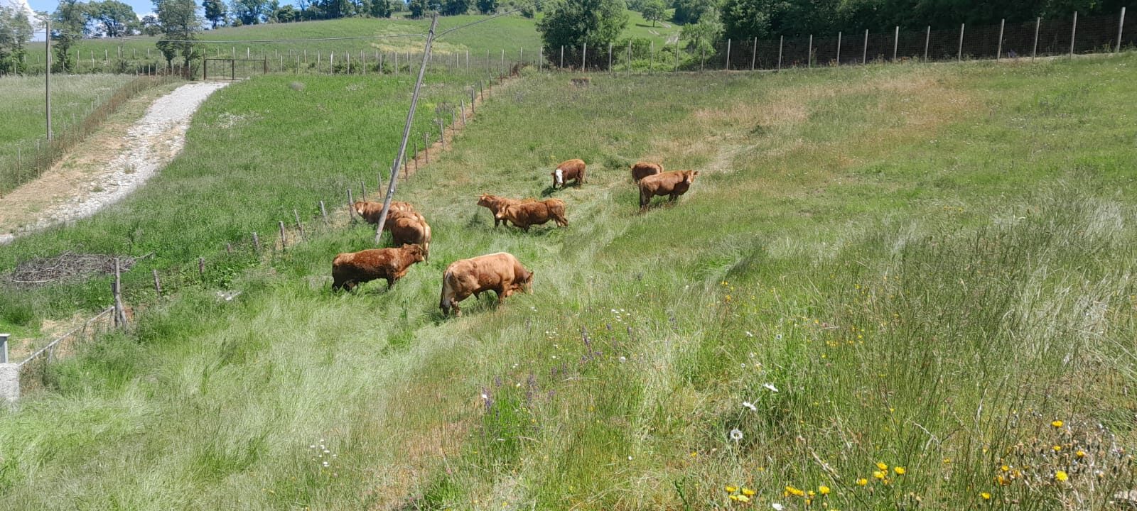 Azienda Agricola San Giuseppe - Camugnano (BO)
